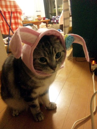 東大和獣医科病院アメショのあめちゃん