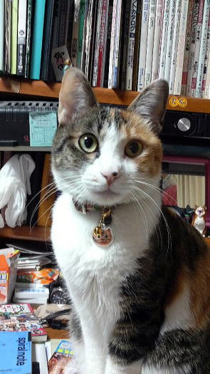 東大和獣医科病院三毛猫てんこちゃん