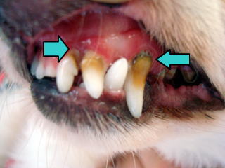 東大和獣医科病院犬の歯周病