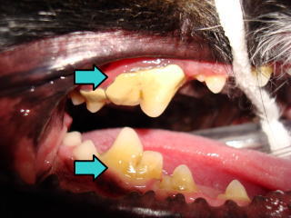 東大和獣医科病院犬の歯石