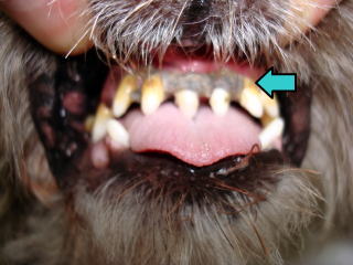 東大和獣医科病院犬の歯肉炎