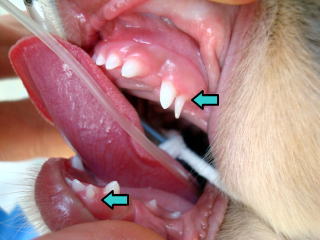 東大和獣医科病院チワワ犬の犬歯の乳歯
