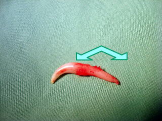 東大和獣医科病院犬の犬歯乳歯の写真