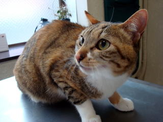 東大和獣医科病院日本猫るるちゃん
