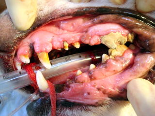 東大和獣医科病院犬の歯肉過形成の術前