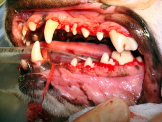 東大和獣医科病院犬の歯肉過形成術後