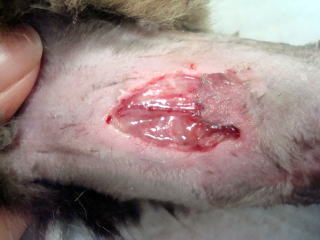 東大和獣医科病院ネコの外傷、初診時