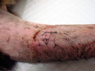 東大和獣医科病院ネコの外傷、3日後