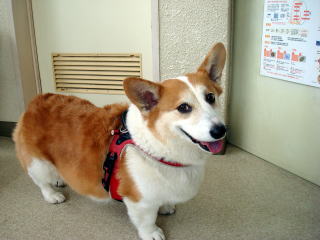 東大和獣医科病院コーギー「トニーちゃん」