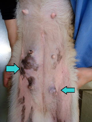 東大和獣医科病院犬の乳腺腫瘍写真2