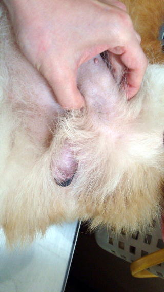 東大和獣医科病院犬の精巣腫瘍