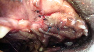 チワワの犬歯部粘膜フラップ