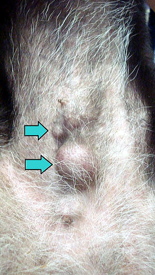 東大和獣医科病院犬の乳腺腫瘍写真1